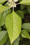 American beautyberry